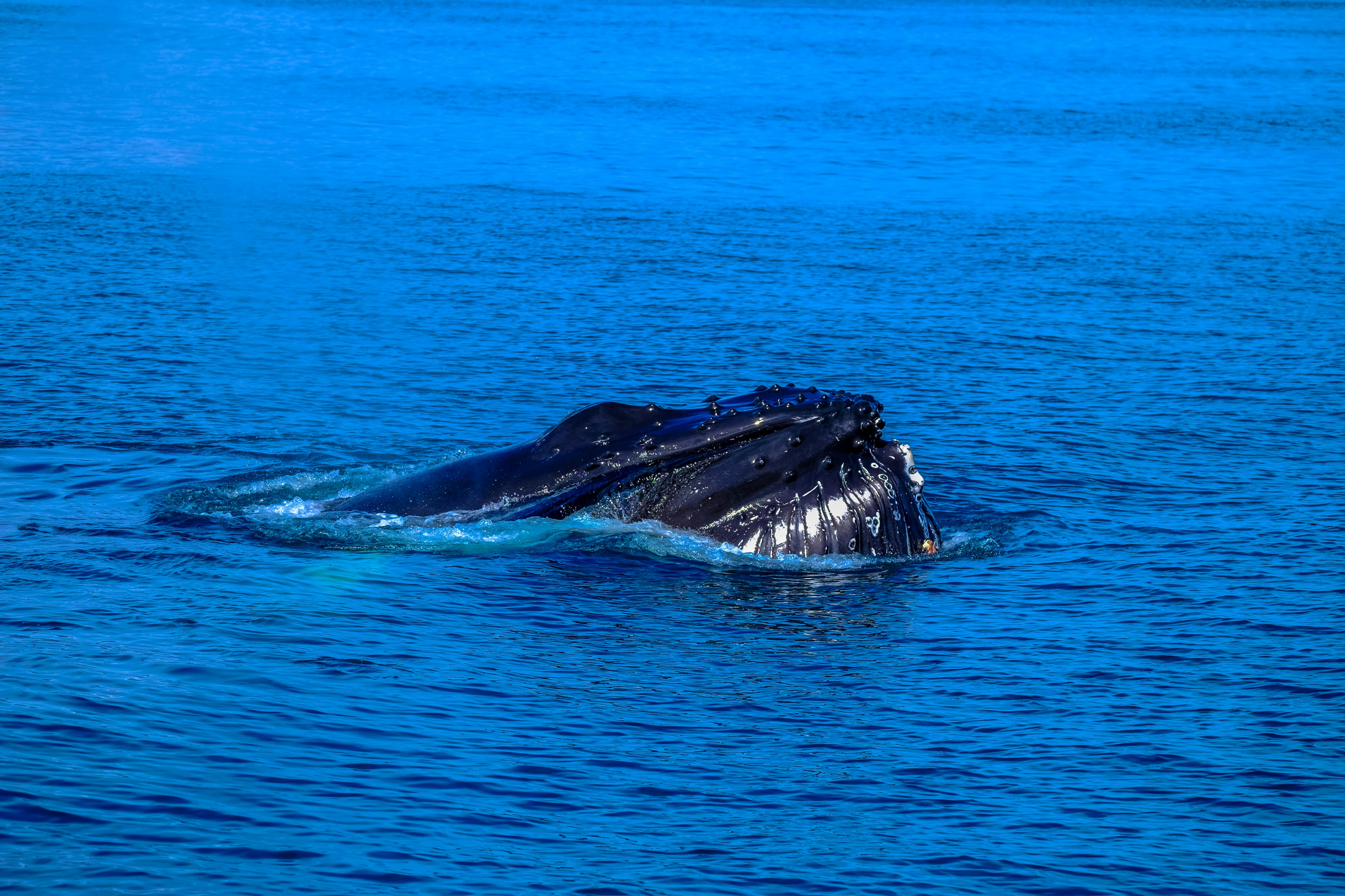 One very wet whale как читается