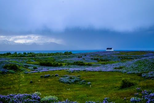 Gratis arkivbilde med åker, blomst, blomster