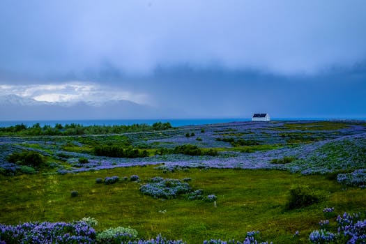 Beautiful lavender fields with a rural house and mountain backdrop under a cloudy sky.