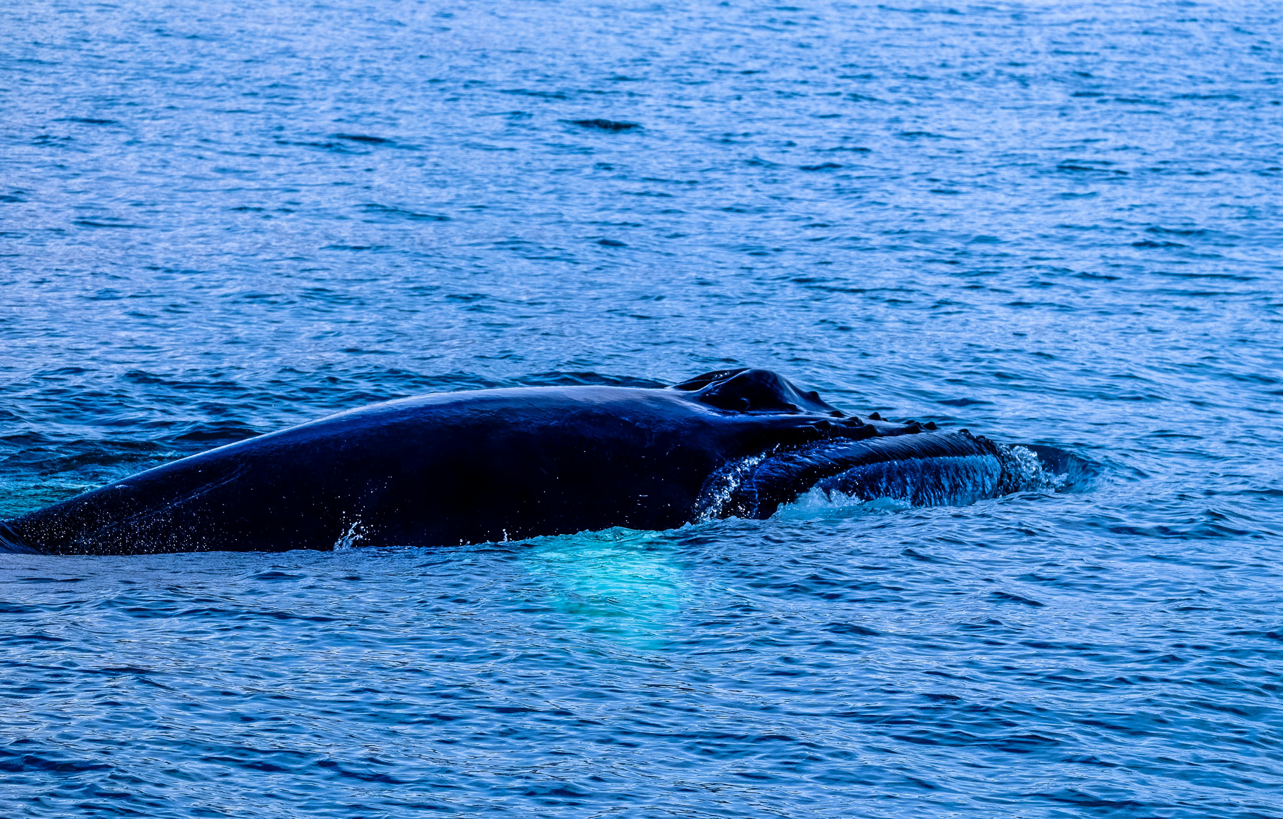 One very wet whale как читается