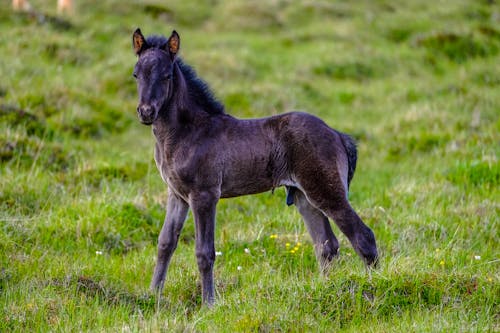 Free Brown and Black Horse Stock Photo