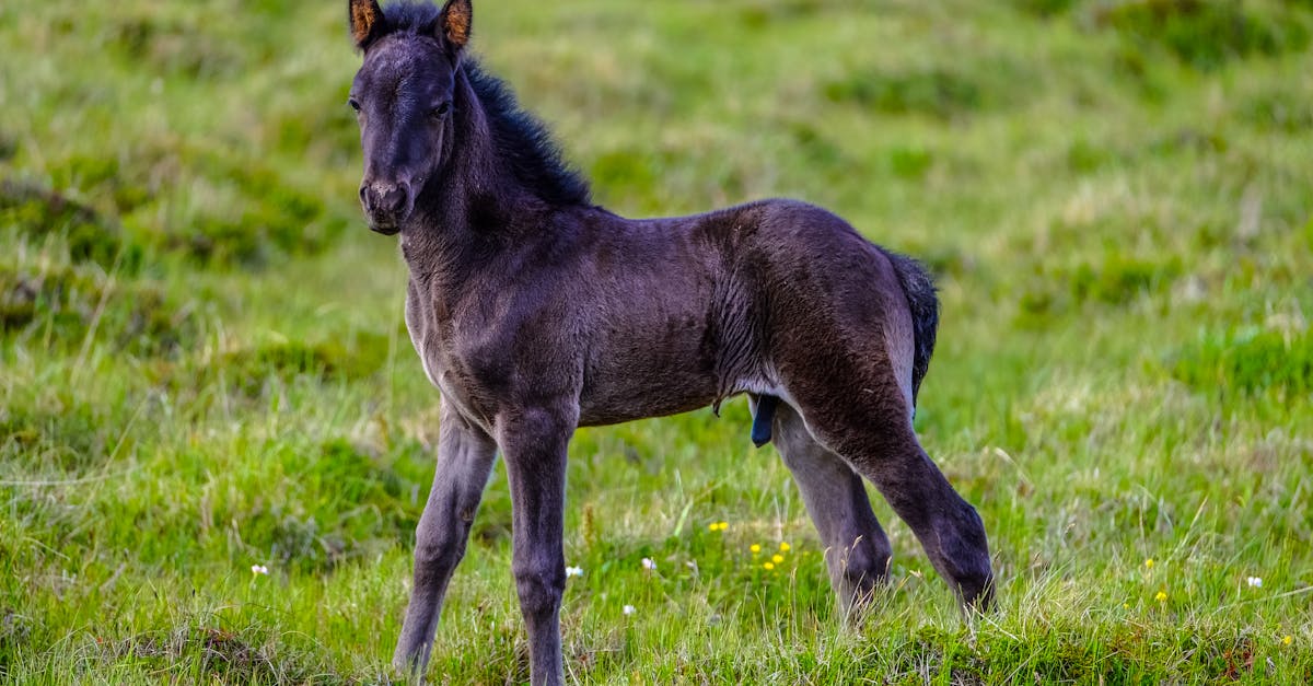How to fully tame a horse in breath of the wild