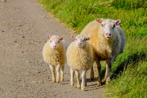 Trois Moutons Blancs Sur Le Chemin