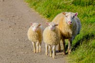 阳光明媚的乡村土路上，绵羊和羔羊展示着乡村的魅力