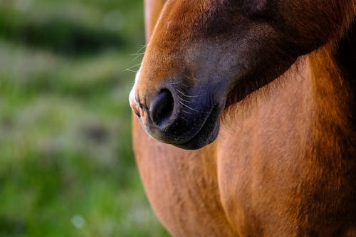 Ondiepe Focusfotografie Van Bruin Paard