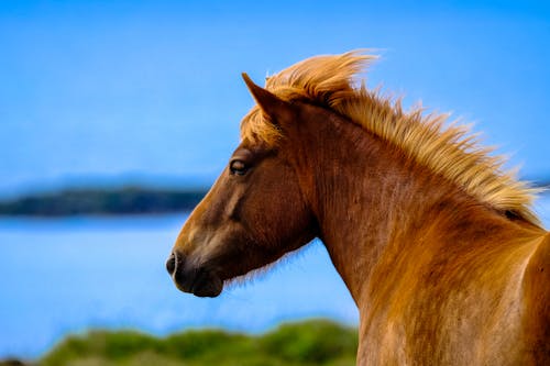 Free Brown Horse Stock Photo