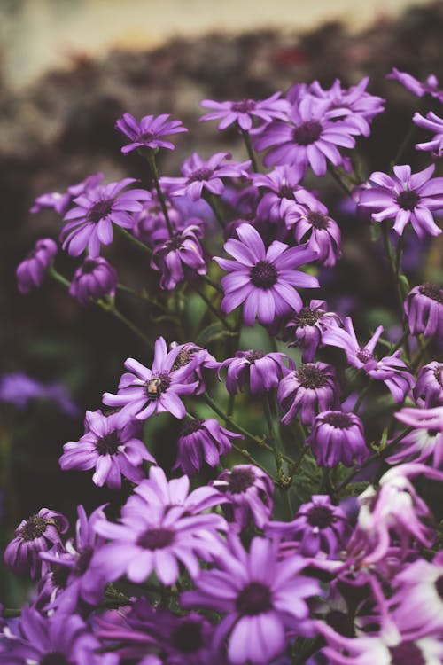 一束花, 園林花卉, 盛開的鮮花 的 免費圖庫相片