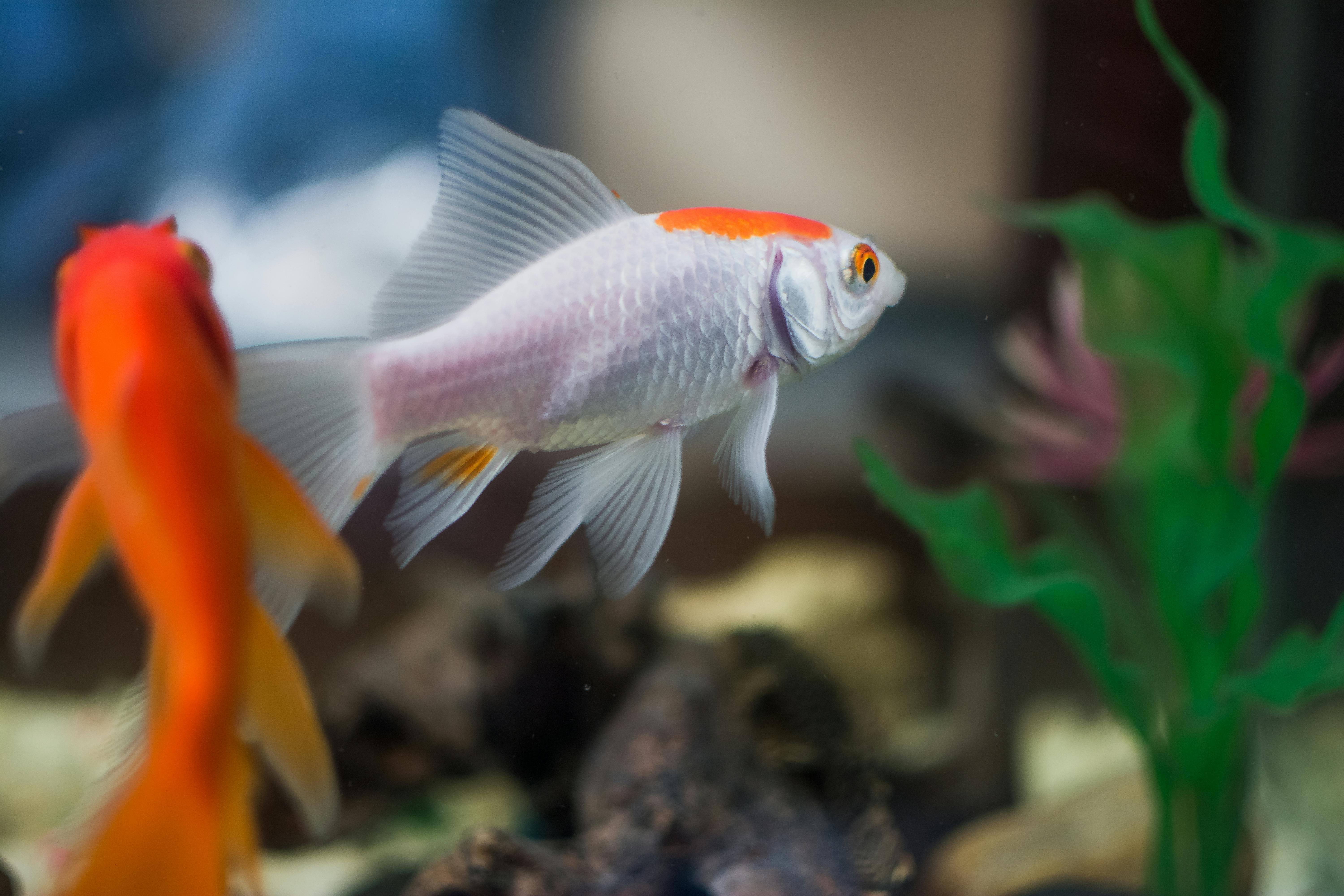 orange and white tropical fish