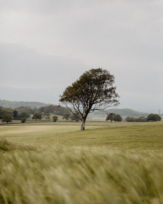 Beautiful solitary tree in a lush field in rural Scotland.
