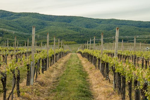 Free stock photo of perak winery, vinarija perak, vineyard