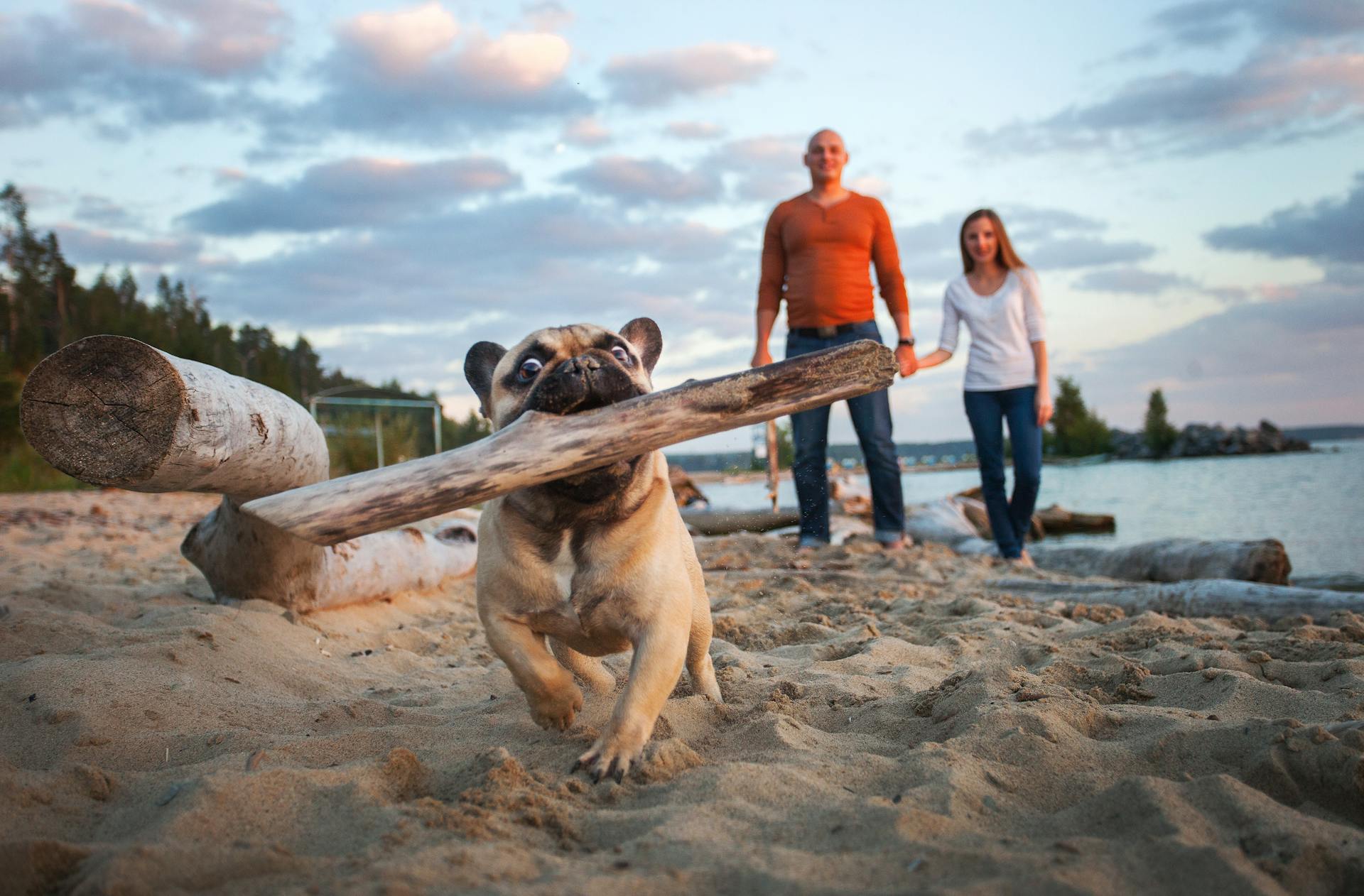 A Bulldog Running on the Shore with a Wooden Log on Mouth