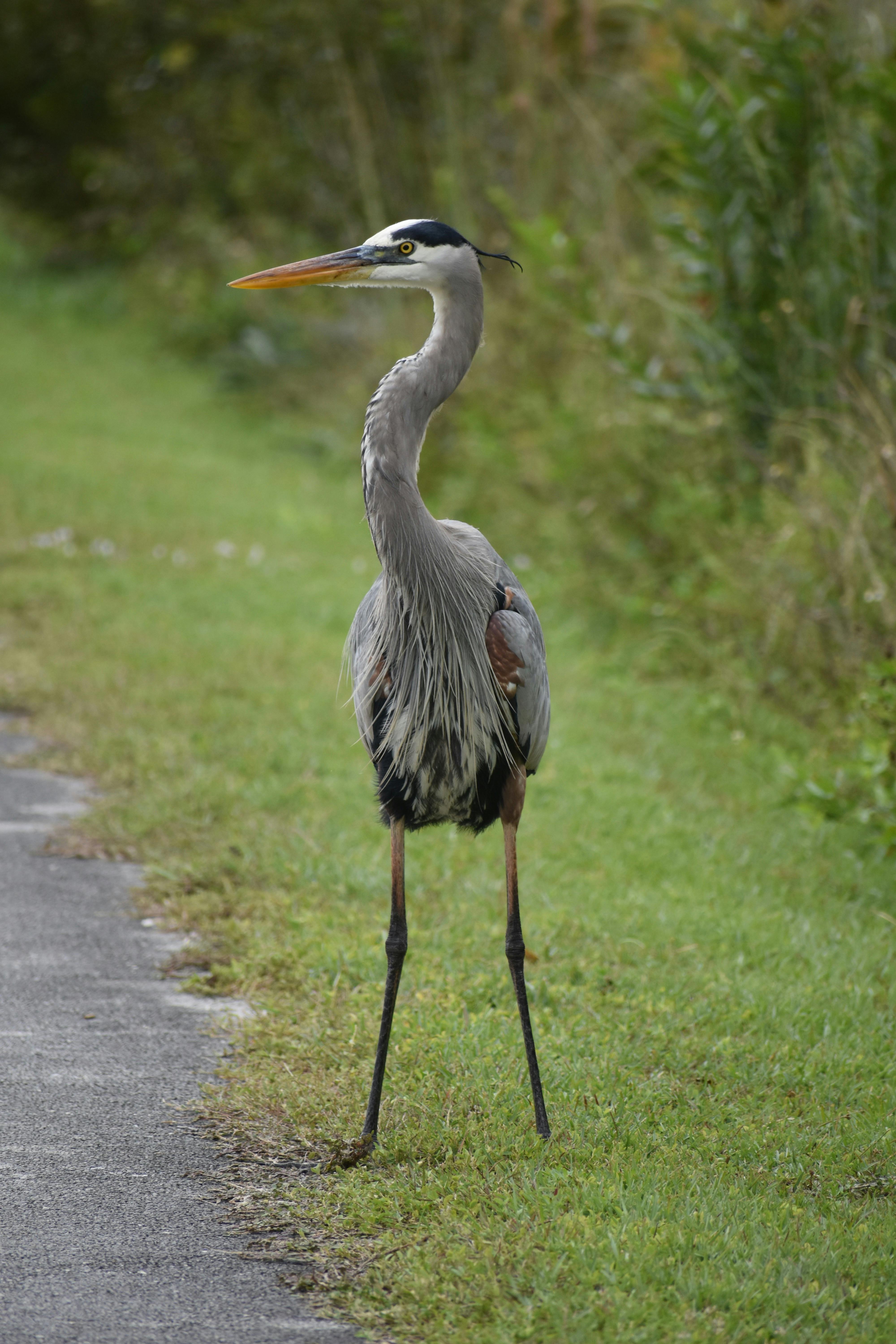 Crane Bird Photos Download The BEST Free Crane Bird Stock Photos HD Crane Bird Photos Download The BEST Free Crane Bird Stock Photos HD