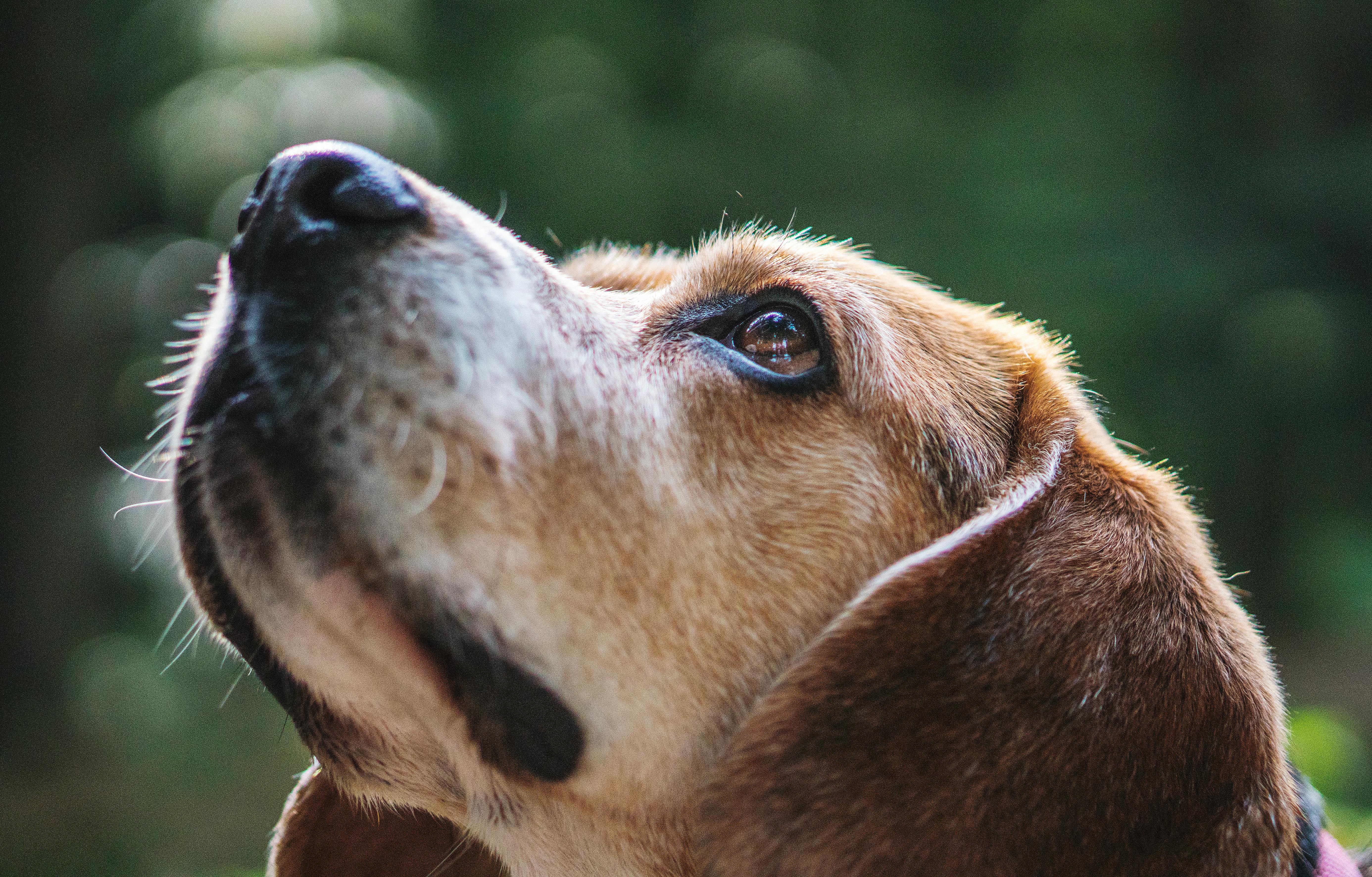 selective close up photography of brow dog looking up