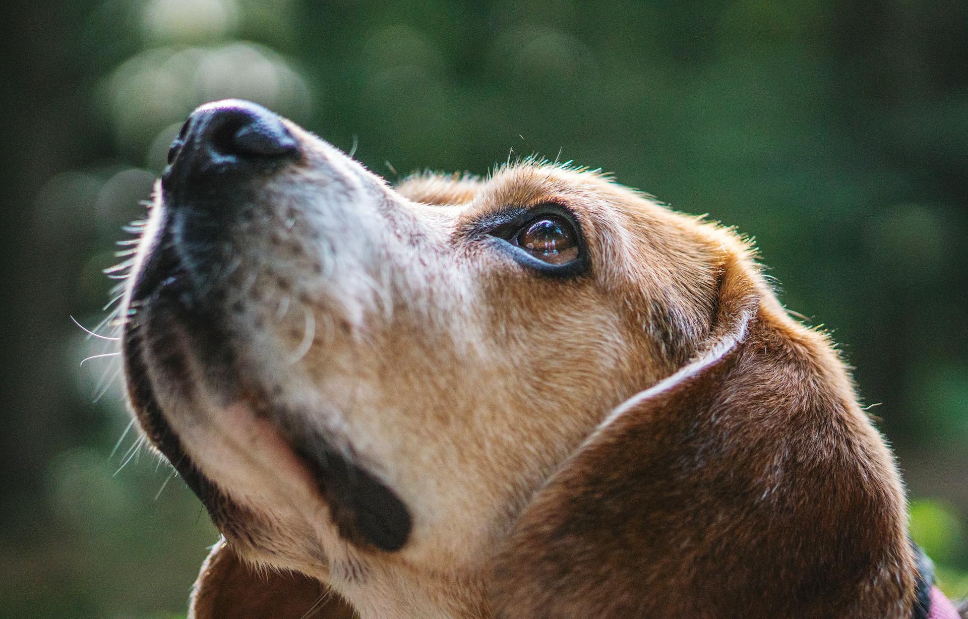 Photographie sélective en gros plan d'un chien à sourcil regardant vers le haut