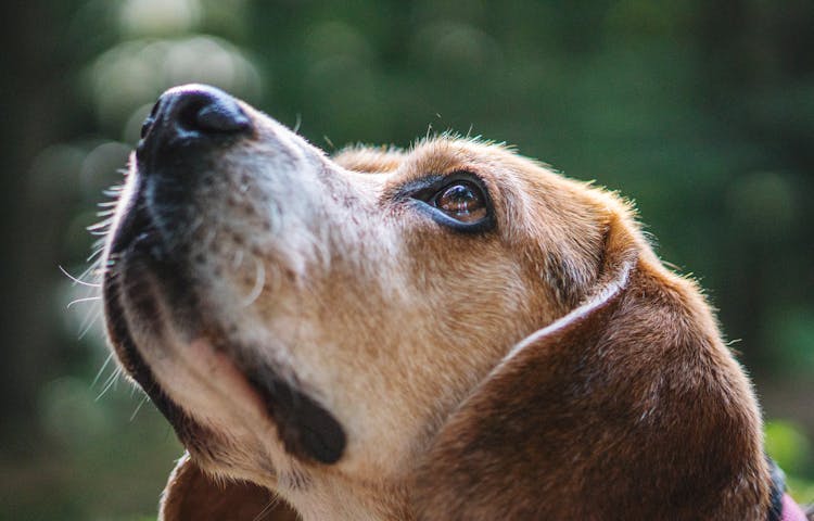 Selective Close Up Photography Of Brow Dog Looking Up