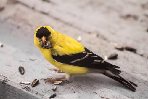 Gratis arkivbilde med american goldfinch, goldfinch, gul