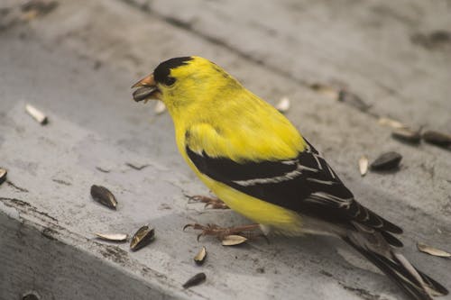 Free stock photo of american goldfinch, cute, yellow