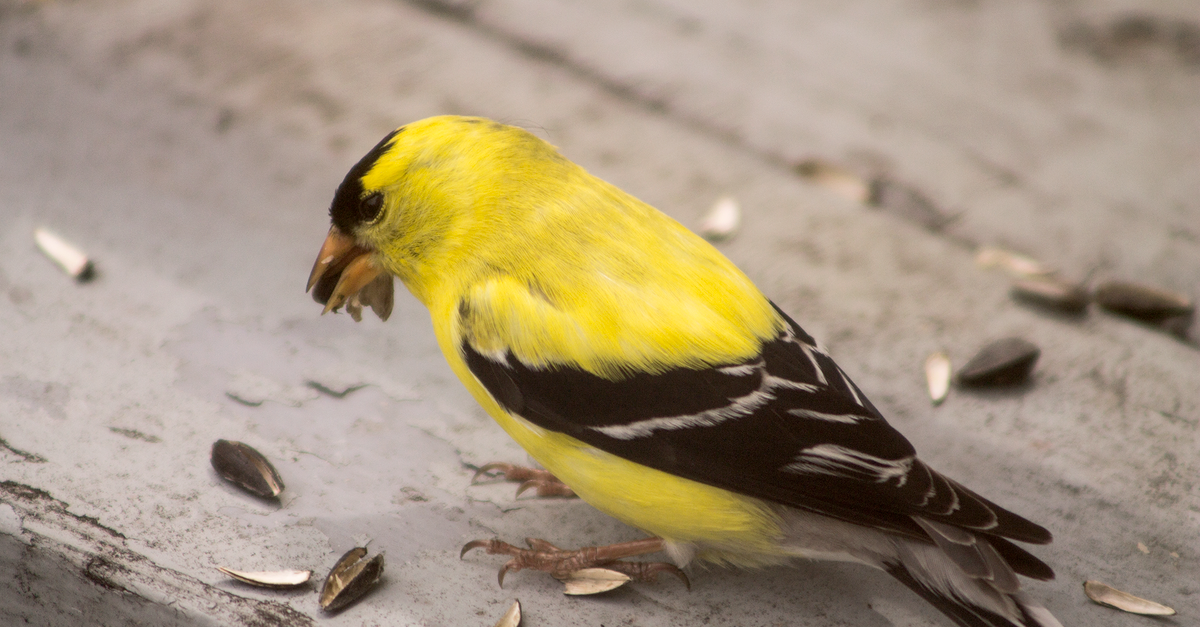 Free Stock Photo Of American Goldfinch Cute Yellow free-stock-photo-of-american-goldfinch-cute-yellow