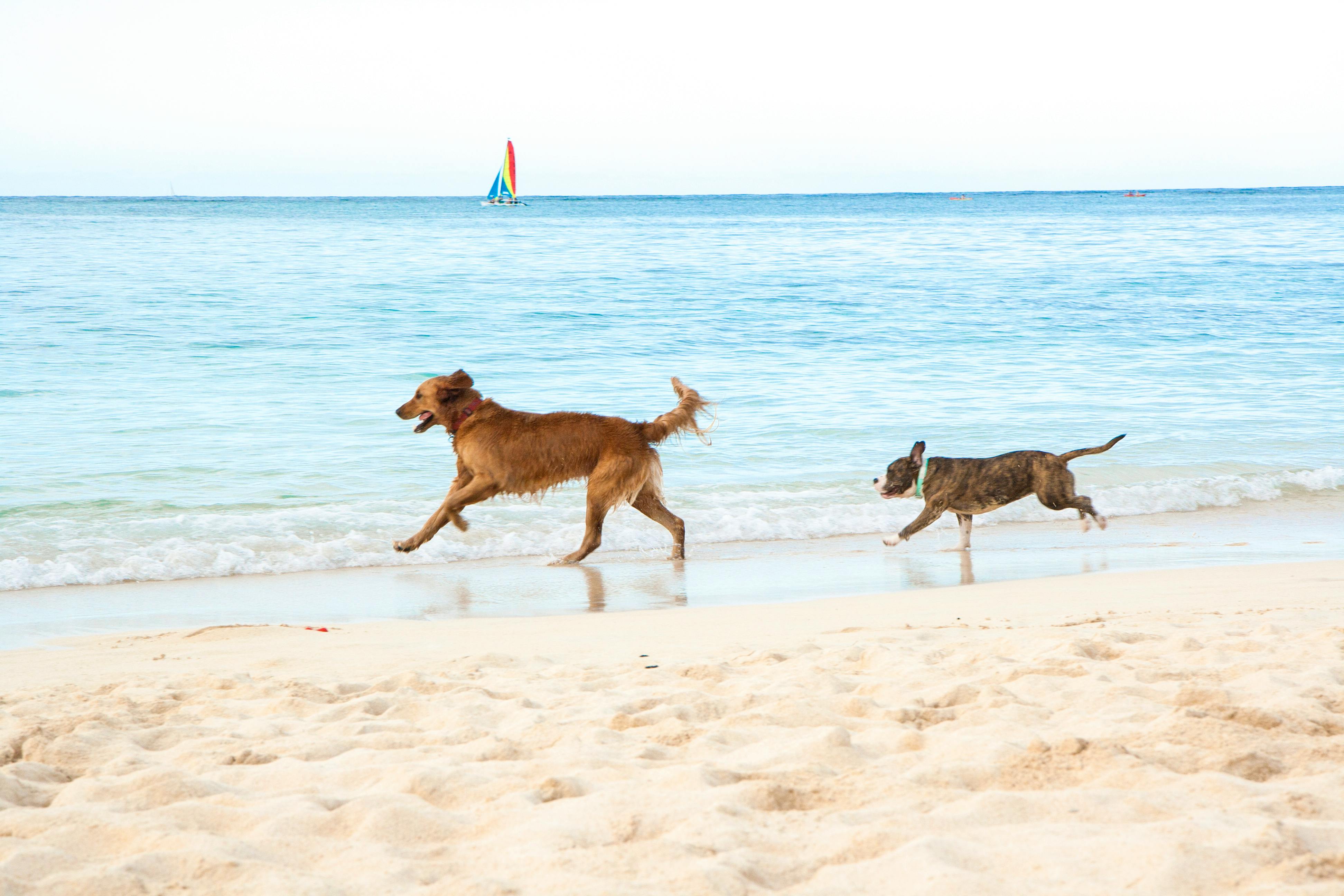 Free stock photo of blue water, dogs playing on the beach, hawaii