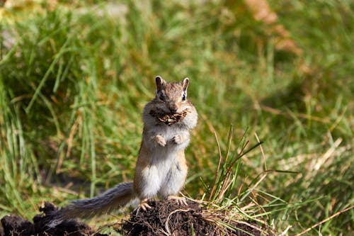 Brown and White Squirrel on Brown Grass