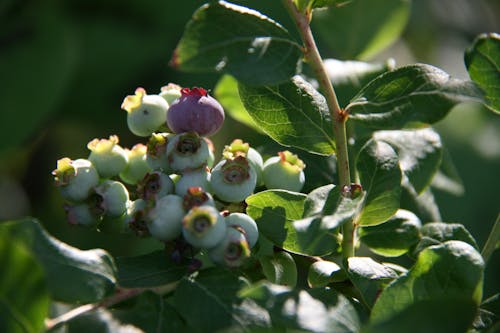Free stock photo of berries, blueberries, fruit