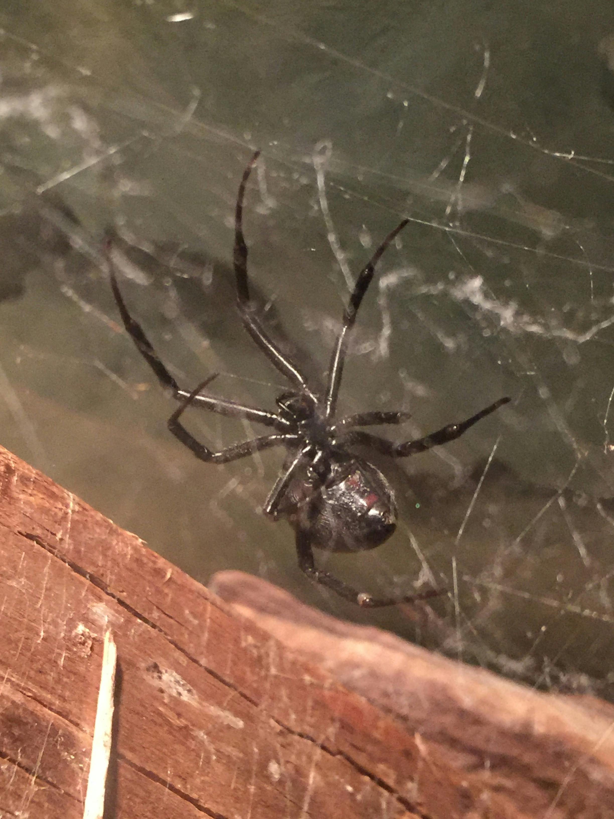 Free stock photo of black widow, spider, spider web