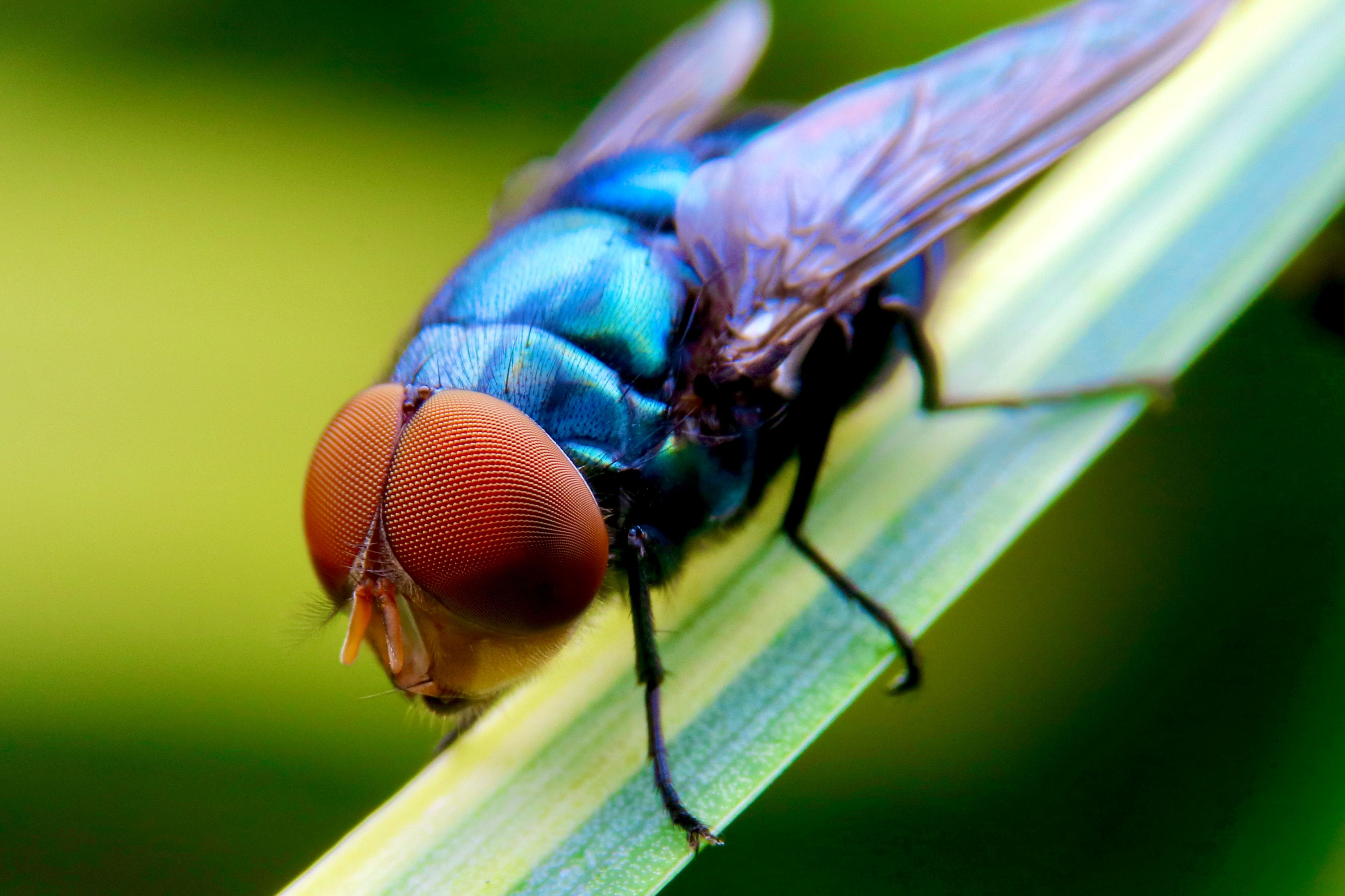 Close Up Shot of Fly on a Leaf · Free Stock Photo