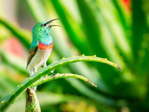 Free Close-up of a vibrant sunbird perched on an aloe vera plant in Cape Town, South Africa. Stock Photo