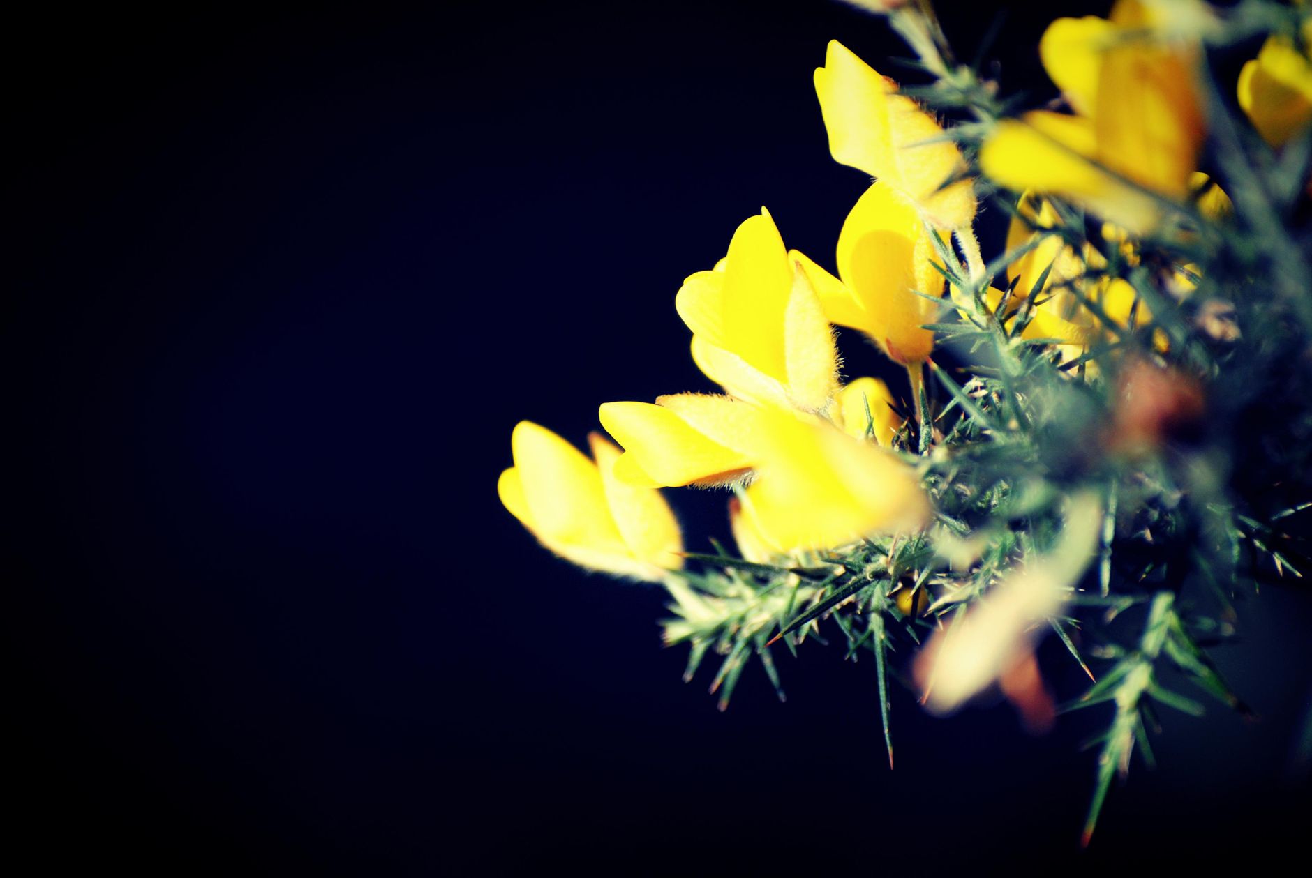 Gorse flowers on a warm day