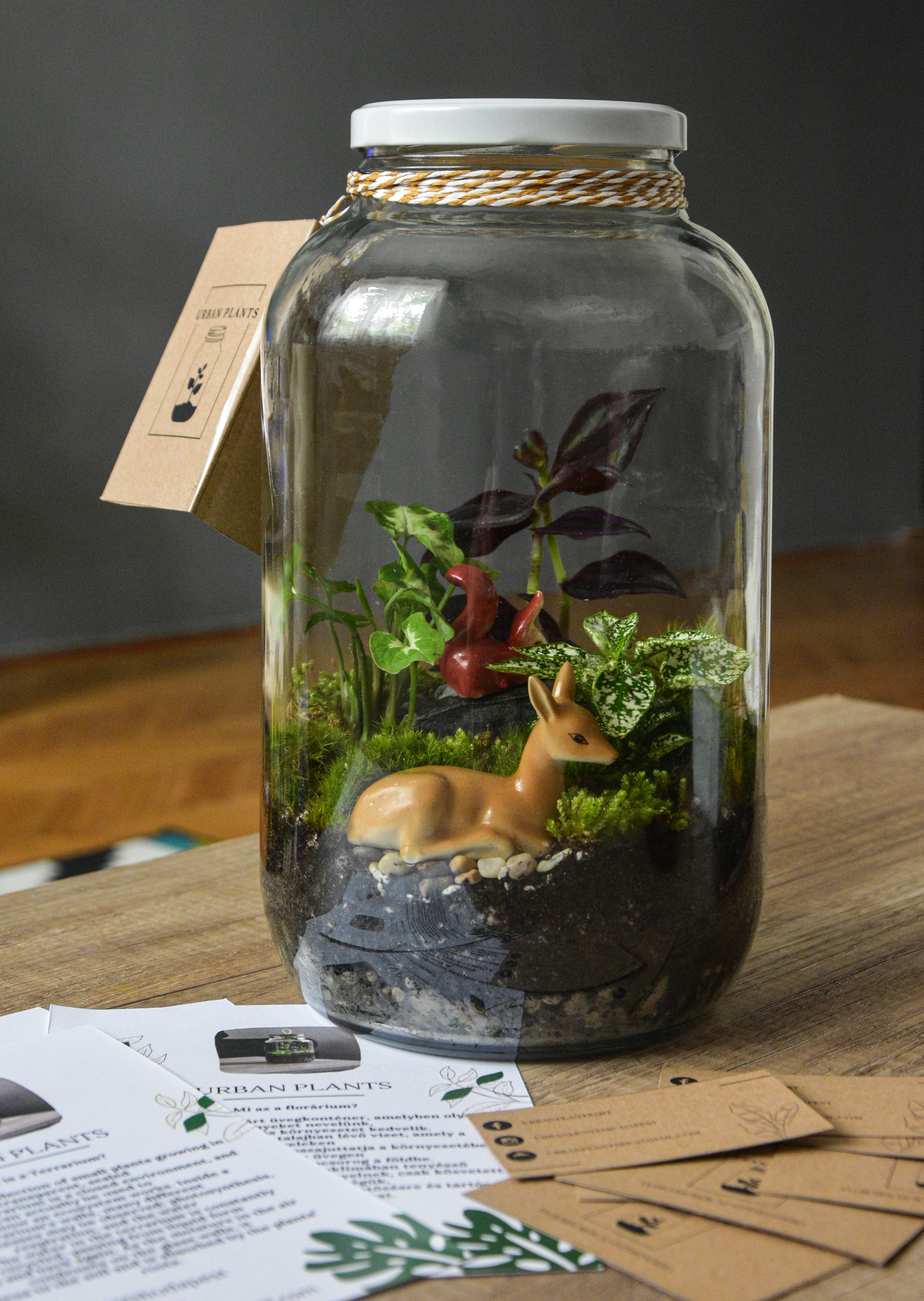 A variety of elaborate and creative miniature ecosystems, including terrariums, paludariums, and ecosystems with water features.