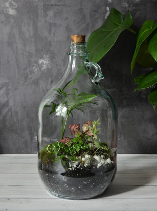 Kostenloses Stock Foto zu einmachglas, miniatur, pflanzen
