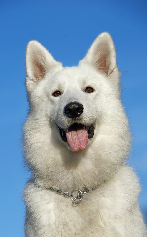 Белая длинношерстная собака среднего размера, высунувшая язык в дневное время