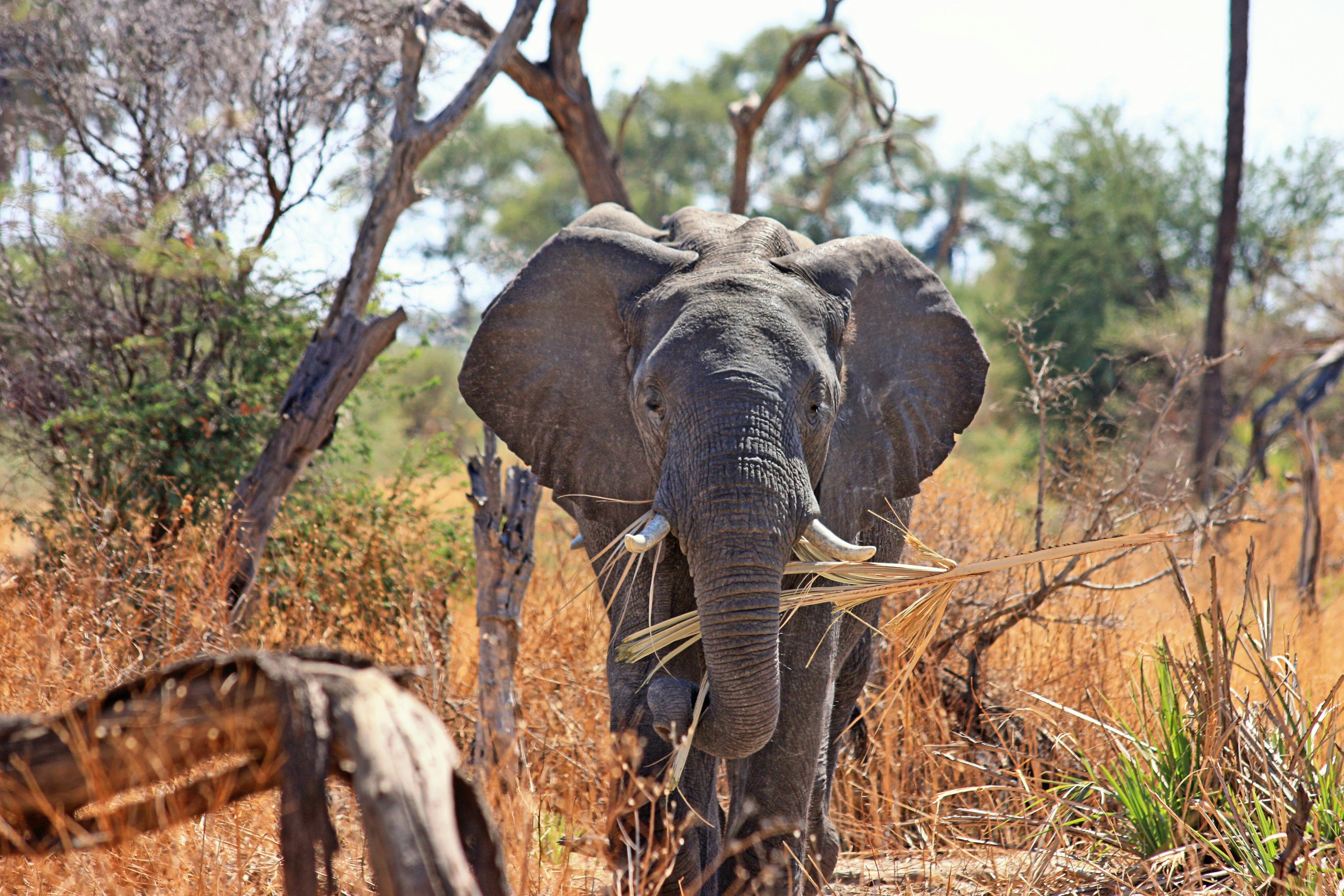  Foto  stok gratis tentang Afrika alam  binatang 