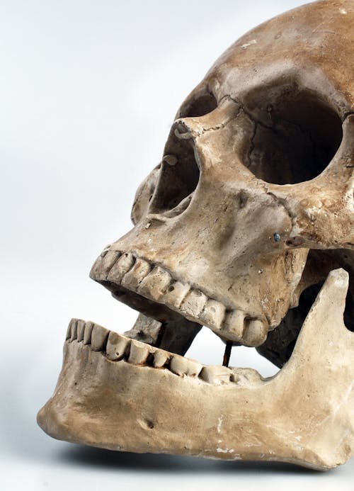 白い背景を持つ人間の頭蓋骨