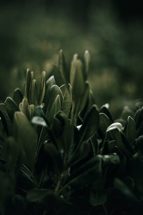 Dark Green Plant in Close Up Photography
