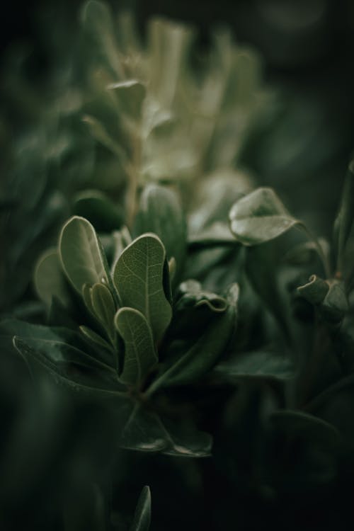 Close-up of Green Plant 