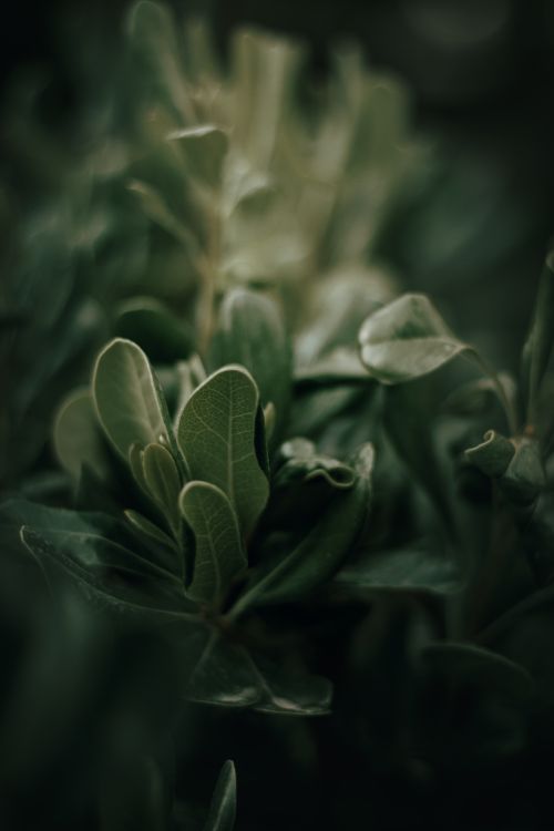 Free A captivating close-up of lush green foliage with a soft focus, ideal for nature enthusiasts. Stock Photo