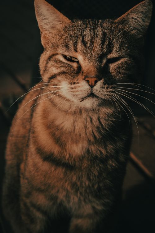 Free Close-up portrait of a tabby cat in warm lighting, exuding calmness. Stock Photo