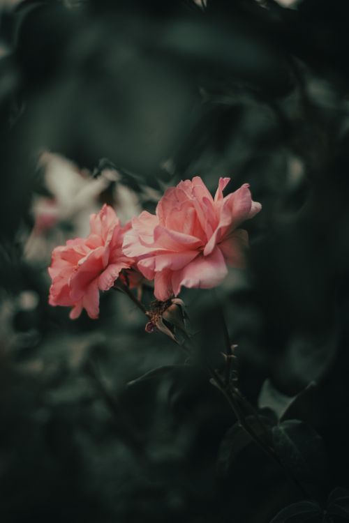 Free Enchanting pink roses in a garden, captured with a soft focus effect for a moody, romantic feel. Stock Photo