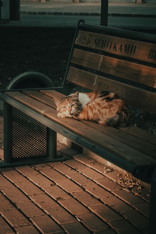 Free A tabby cat enjoys a peaceful nap on a wooden bench outdoors under soft sunlight. Stock Photo