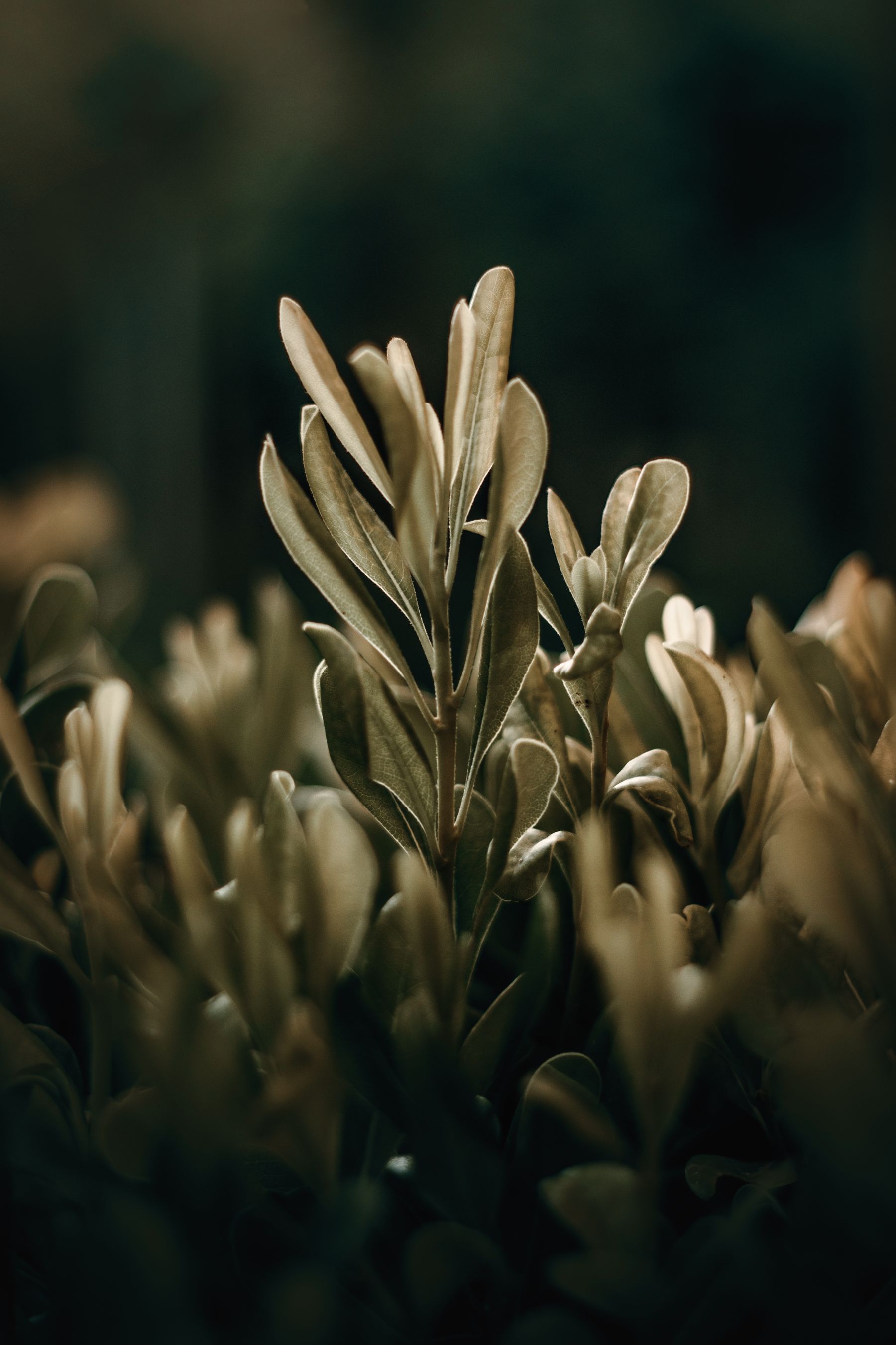 Macro photograph of green foliage