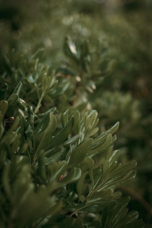Free A vibrant close-up of lush green leaves showcasing nature's beauty and organic textures. Stock Photo