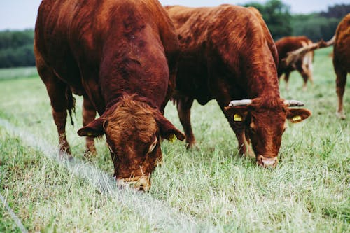 一群動物, 下田, 公牛 的 免费素材图片