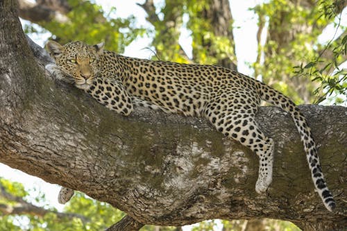 免费 白天时间躺在树枝上的猎豹 素材图片