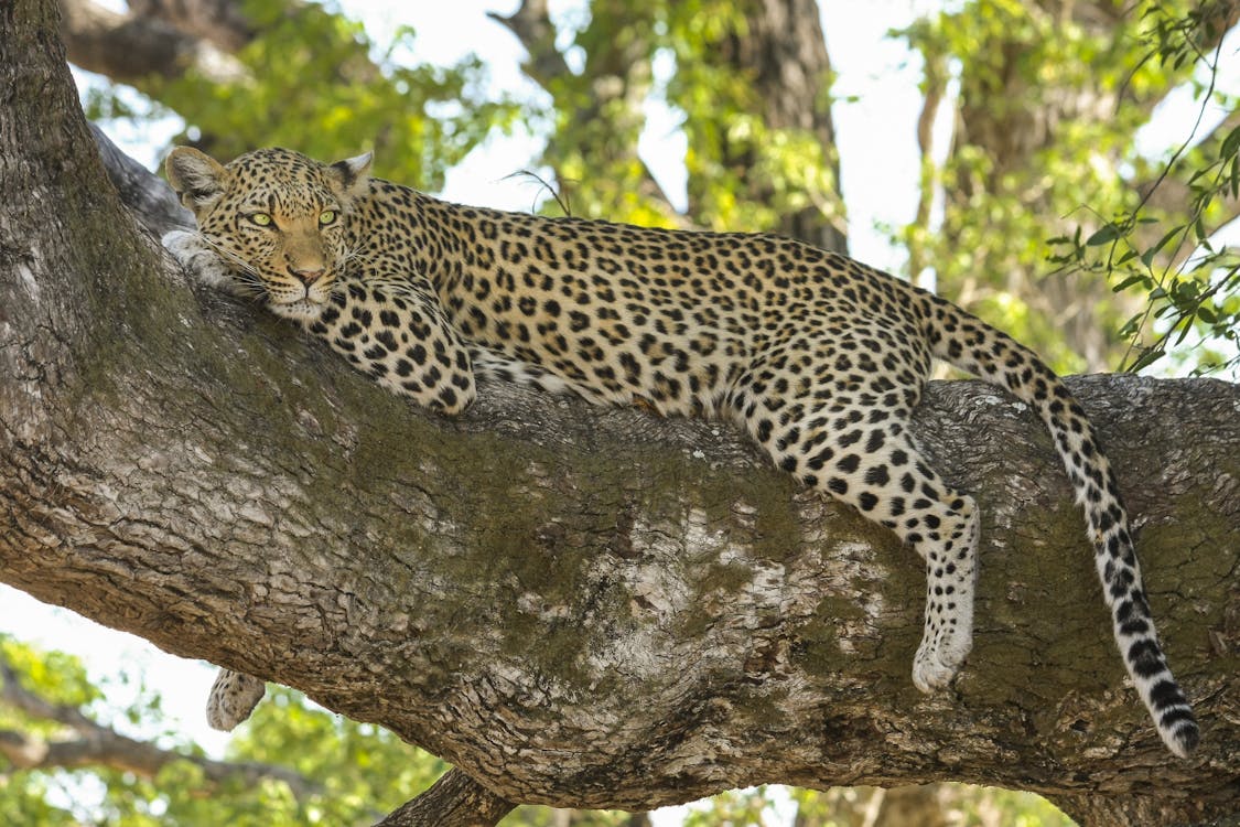 Gratis Cheetah Berbaring Di Cabang Pohon Pada Siang Hari Foto Stok
