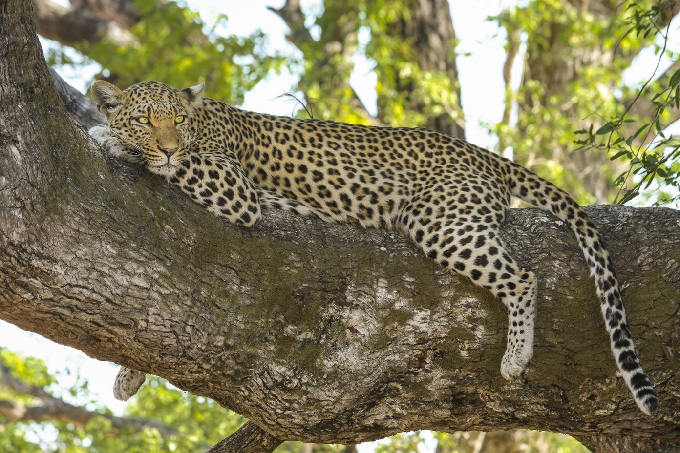 Sri Lankan leopard in natural habitat