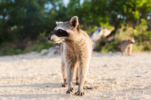 Free Photo of Raccoon Walking on Sand Stock Photo