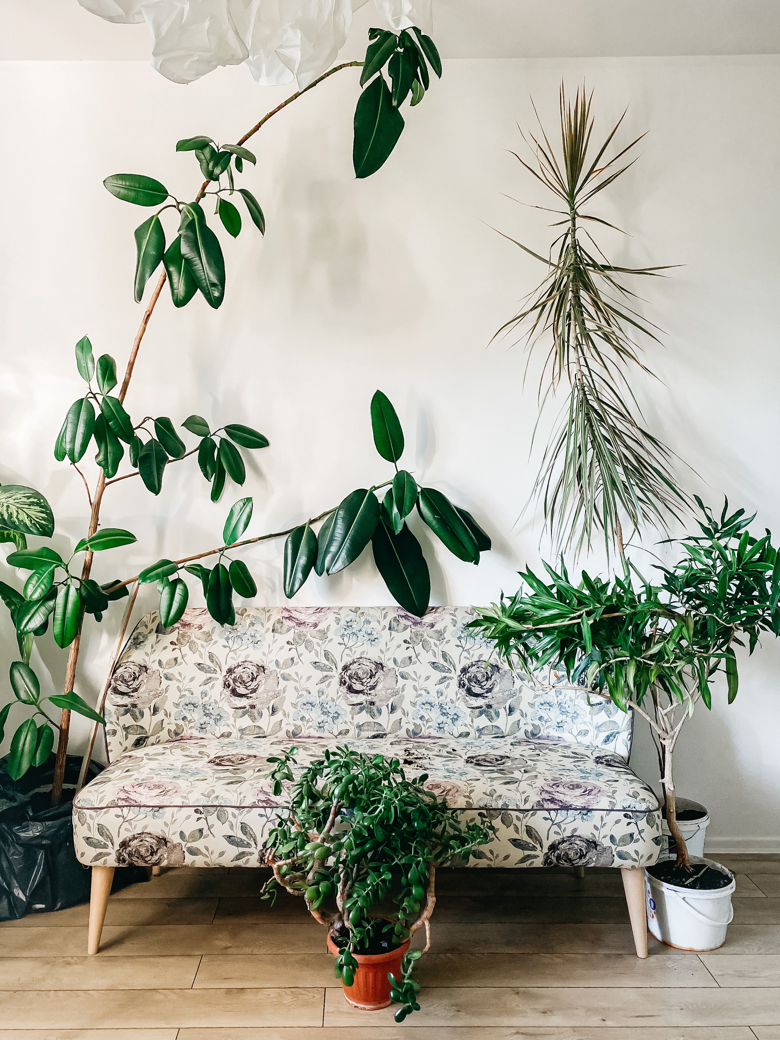 Photo of Houseplants Near Floral Sofa · Free Stock Photo