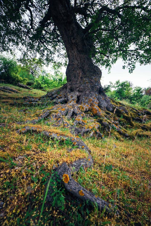 Free stock photo of green, life, solo tree