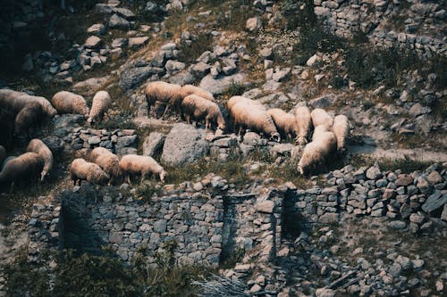 Foto profissional grátis de animal, ovelha, paisagem